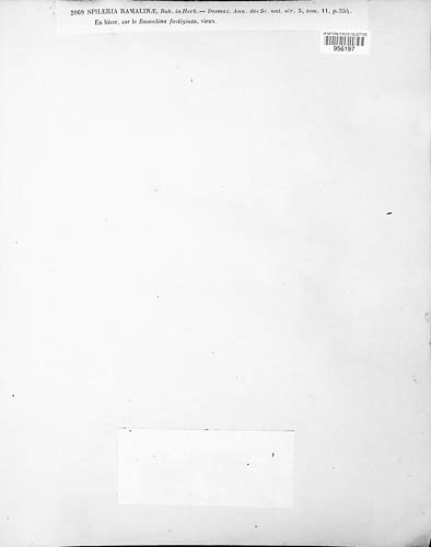 Didymocyrtis image